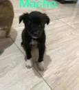 Filhotes 2 meses