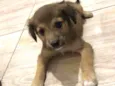 Filhotes  2 meses