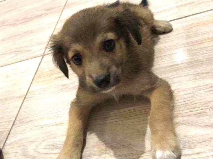 Cachorro ra a Srd idade 2 a 6 meses nome Filhotes  2 meses