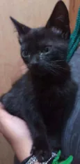 Zeus