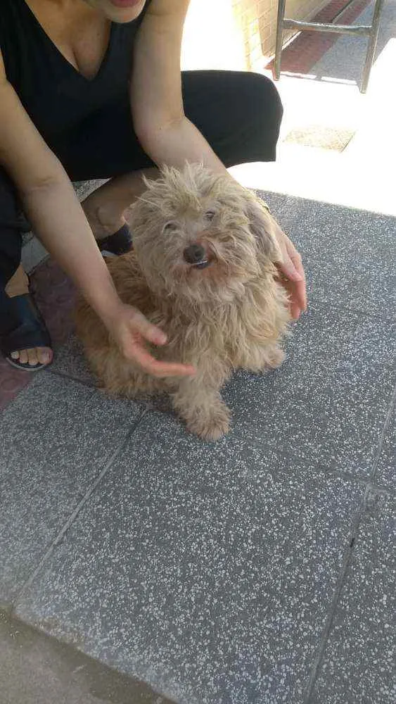 Cachorro raça Poodle idade 3 anos nome Sem nome