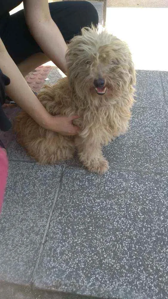 Cachorro raça Poodle idade 3 anos nome Sem nome