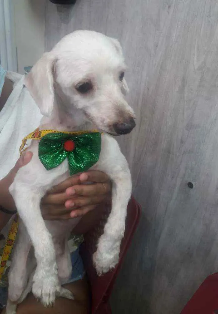 Cachorro raça Poodle idade 3 anos nome Sem nome