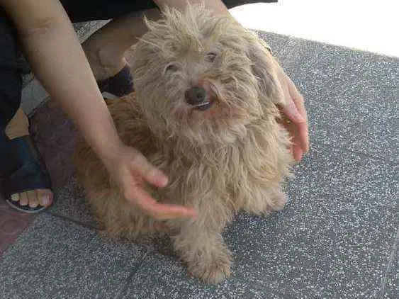 Cachorro raça Poodle idade 3 anos nome Sem nome