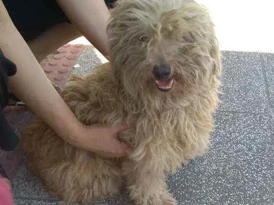 Cachorro raça Poodle idade 3 anos nome Sem nome