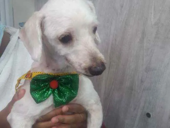 Cachorro raça Poodle idade 3 anos nome Sem nome