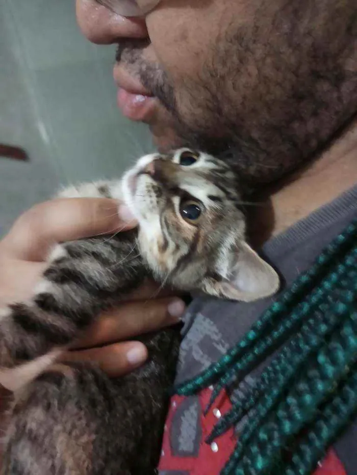 Gato ra a Srd idade 2 a 6 meses nome Frigga