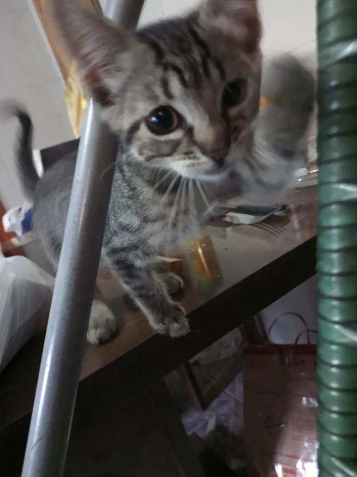 Gato ra a Srd idade 2 a 6 meses nome Frigga