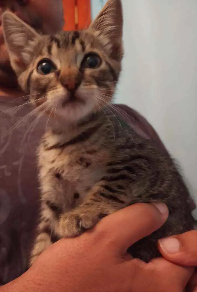 Gato ra a Srd idade 2 a 6 meses nome Frigga