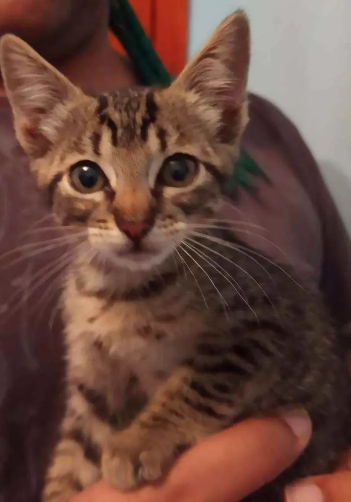 Gato ra a Srd idade 2 a 6 meses nome Frigga