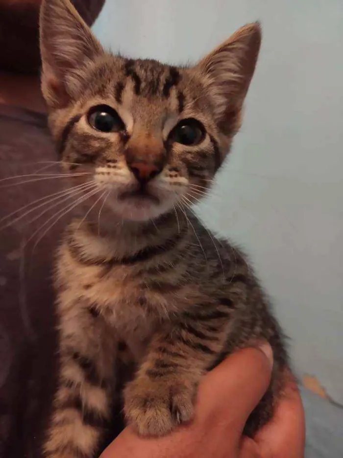 Gato ra a Srd idade 2 a 6 meses nome Frigga