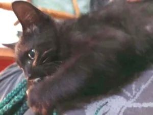 Gato raça Srd idade 2 a 6 meses nome Zeus