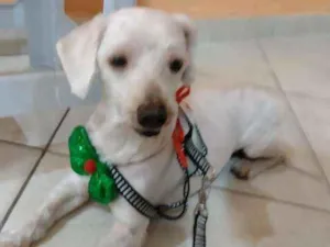 Cachorro raça Poodle idade 3 anos nome Sem nome