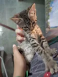 Frigga