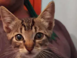 Gato raça Srd idade 2 a 6 meses nome Frigga