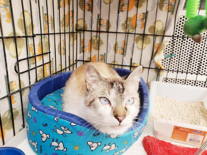 Gato raça Srd idade 7 a 11 meses nome Bento