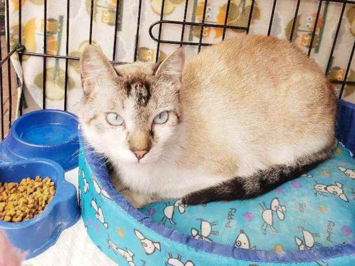 Gato raça Srd idade 7 a 11 meses nome Bento