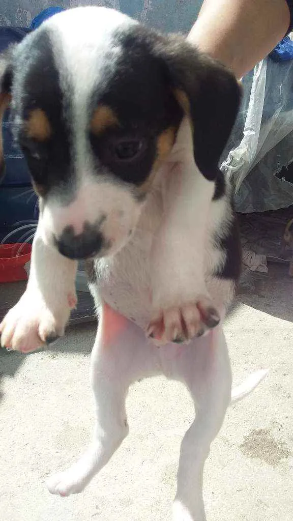 Cachorro ra a Salsicha idade Abaixo de 2 meses nome Sem nome