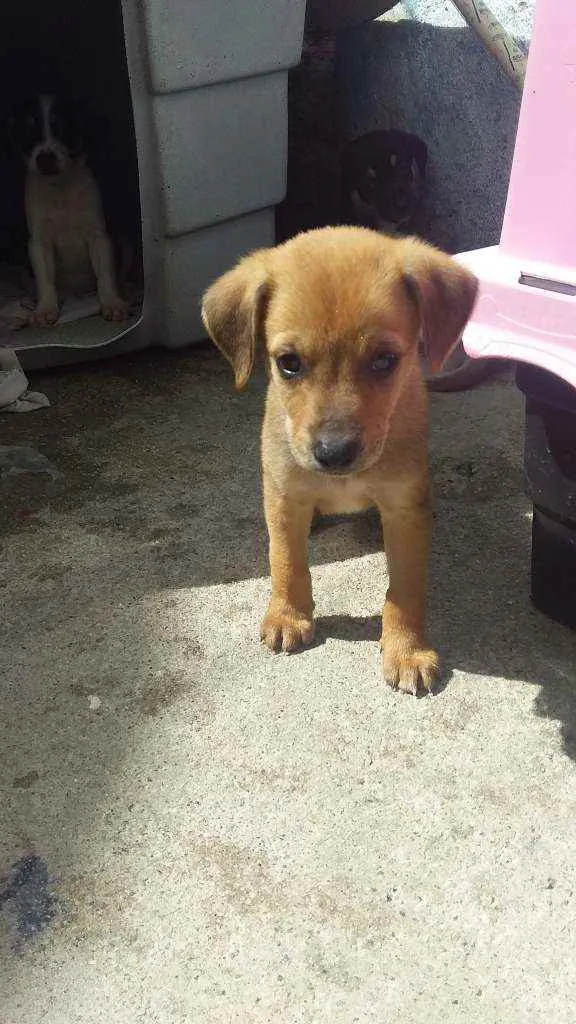 Cachorro ra a Salsicha idade Abaixo de 2 meses nome Sem nome