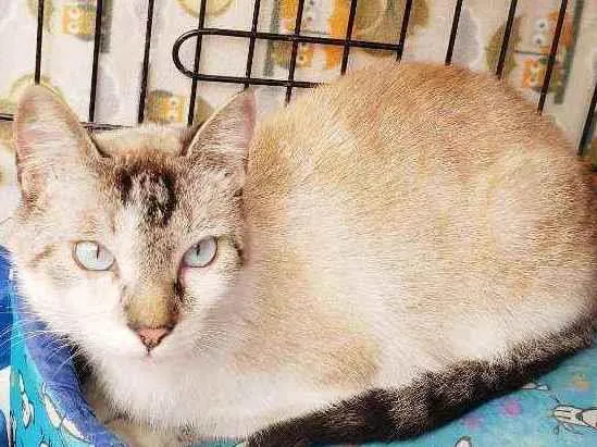 Gato raça Srd idade 7 a 11 meses nome Bento