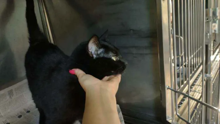 Gato ra a Sem raça definida idade 1 ano nome Bia