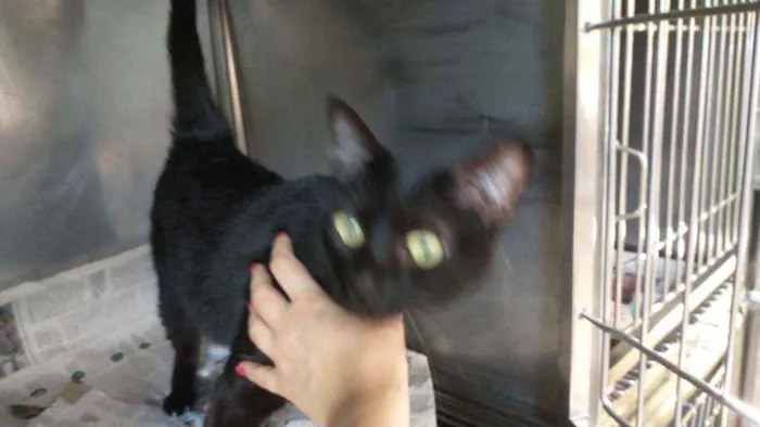 Gato ra a Sem raça definida idade 1 ano nome Bia