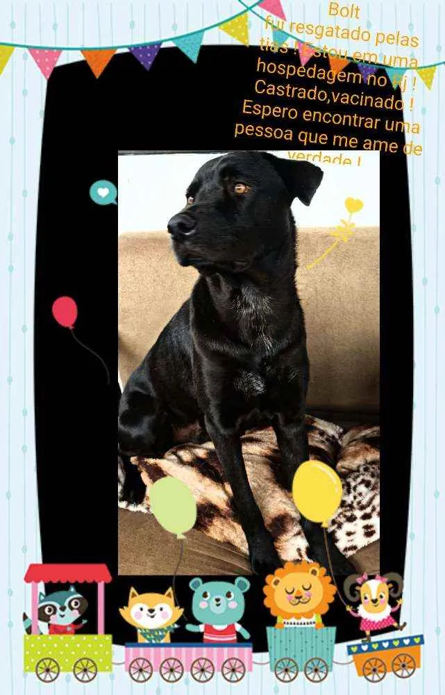 Cachorro ra a Sem definiçao idade 2 anos nome Bolt