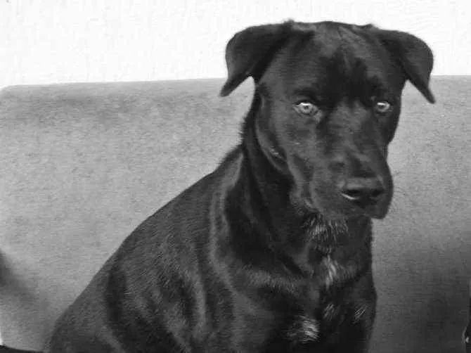 Cachorro ra a Sem definiçao idade 2 anos nome Bolt