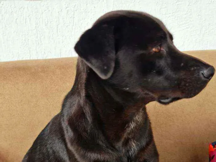 Cachorro ra a Sem definiçao idade 2 anos nome Bolt