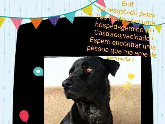 Cachorro ra a Sem definiçao idade 2 anos nome Bolt