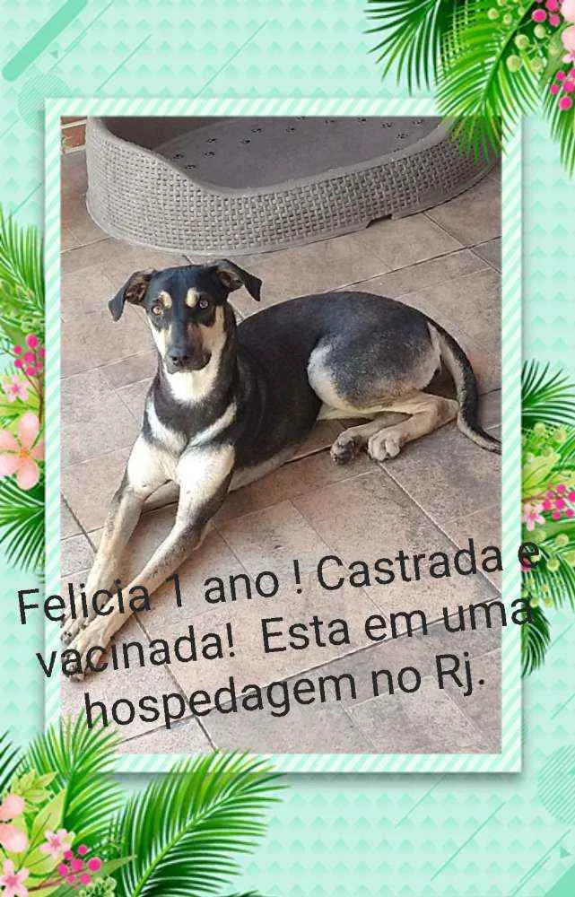 Cachorro ra a Sem definiçao idade 1 ano nome Felicia 