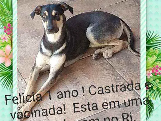 Cachorro ra a Sem definiçao idade 1 ano nome Felicia 