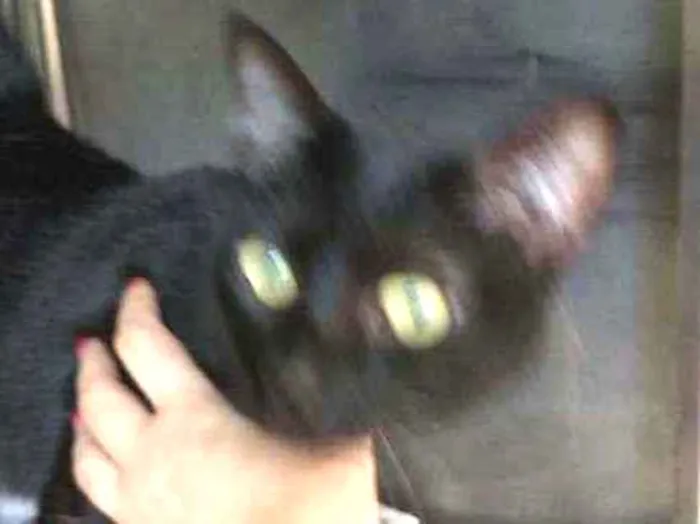Gato ra a Sem raça definida idade 1 ano nome Bia