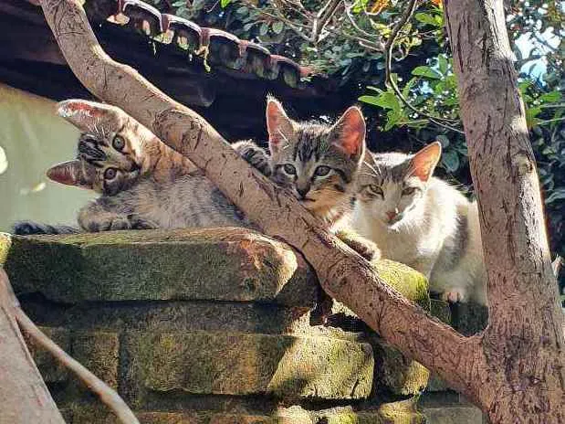 Gato ra a Sem raça  idade Abaixo de 2 meses nome Família Ton