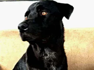 Cachorro raça Sem definiçao idade 2 anos nome Bolt