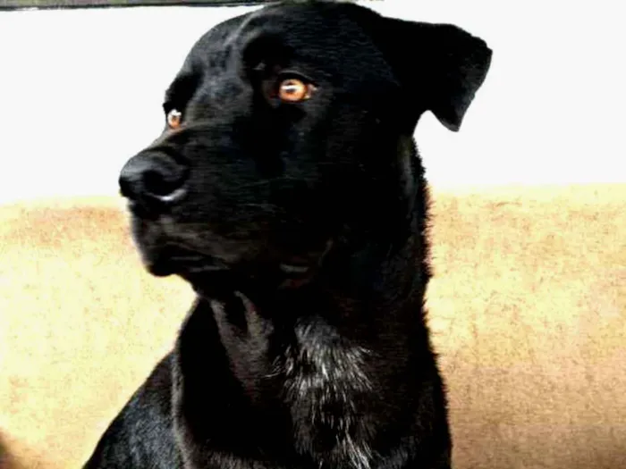 Cachorro ra a Sem definiçao idade 2 anos nome Bolt