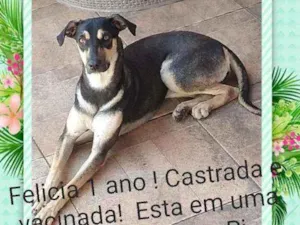 Cachorro raça Sem definiçao idade 1 ano nome Felicia 