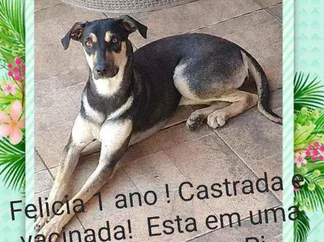 Cachorro ra a Sem definiçao idade 1 ano nome Felicia 
