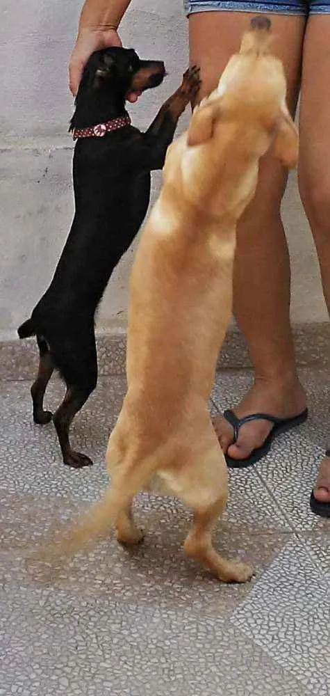 Cachorro ra a Mista idade 1 ano nome Mel