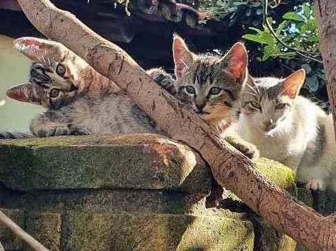 Gato ra a Sem raça  idade Abaixo de 2 meses nome Família Ton