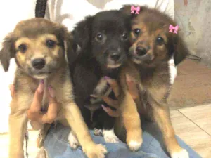 Cachorro raça Srd idade 2 a 6 meses nome Filhotes  2 meses