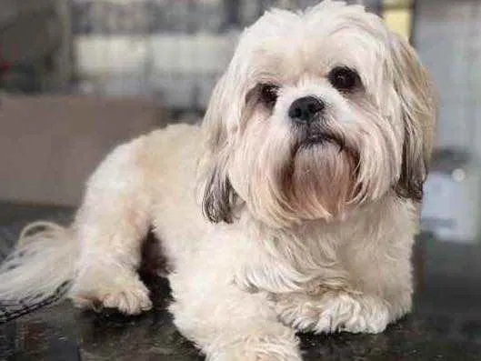 Cachorro ra a Shihtzu idade 4 anos nome Théo