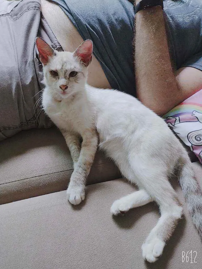 Gato ra a Sem raça definida idade 2 a 6 meses nome Micaela