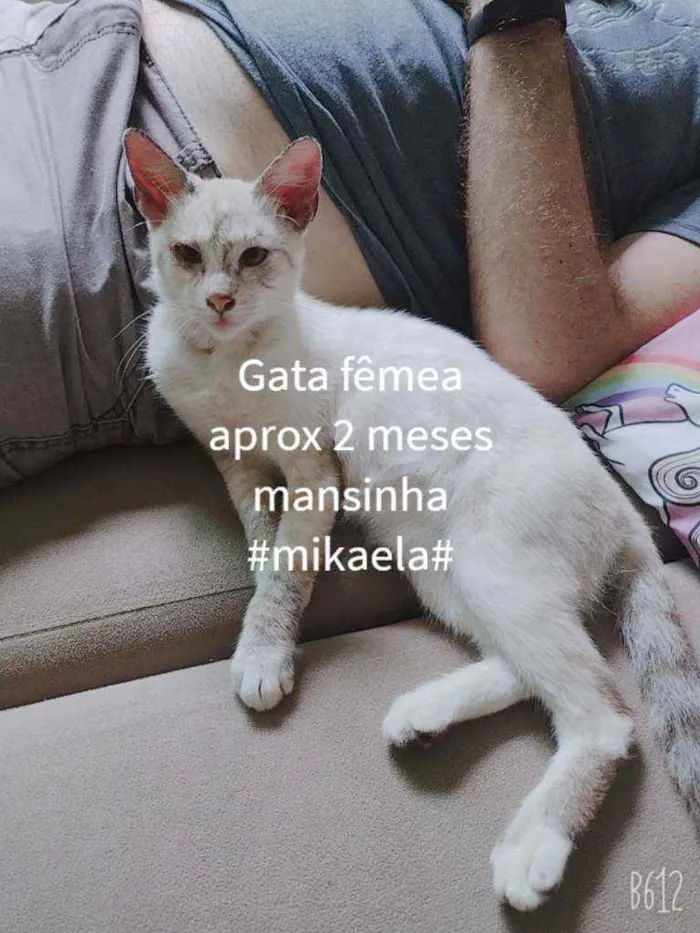 Gato ra a Sem raça definida idade 2 a 6 meses nome Micaela