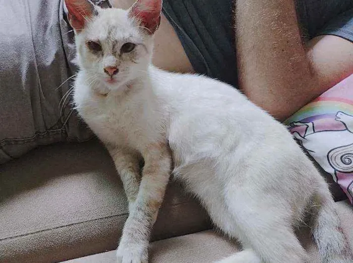 Gato ra a Sem raça definida idade 2 a 6 meses nome Micaela