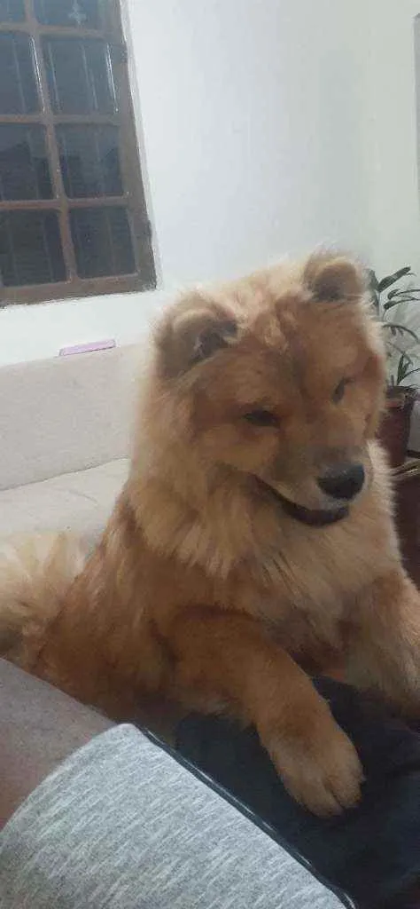 Cachorro raça Chow-Chow idade 1 ano nome Duque
