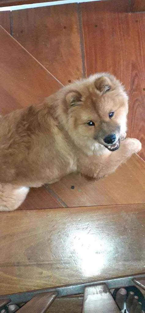 Cachorro raça Chow-Chow idade 1 ano nome Duque