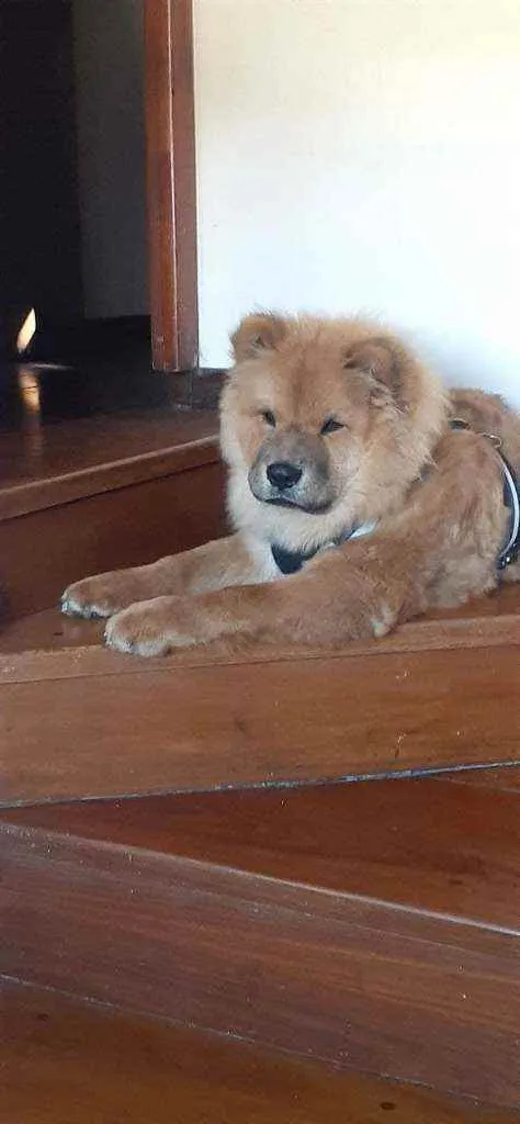 Cachorro raça Chow-Chow idade 1 ano nome Duque