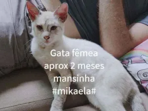 Gato raça Sem raça definida idade 2 a 6 meses nome Micaela