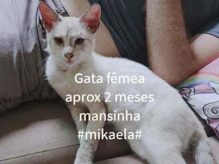 Gato ra a Sem raça definida idade 2 a 6 meses nome Micaela